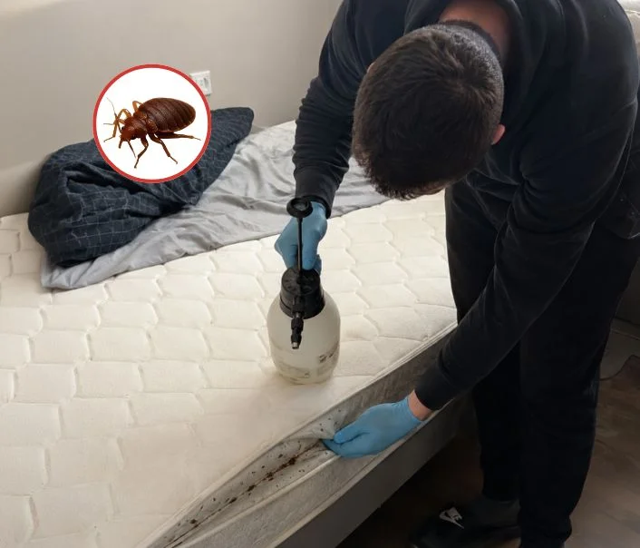 Technicien traitant un matelas contre les punaises de lit à Fresnes-sur-Marne